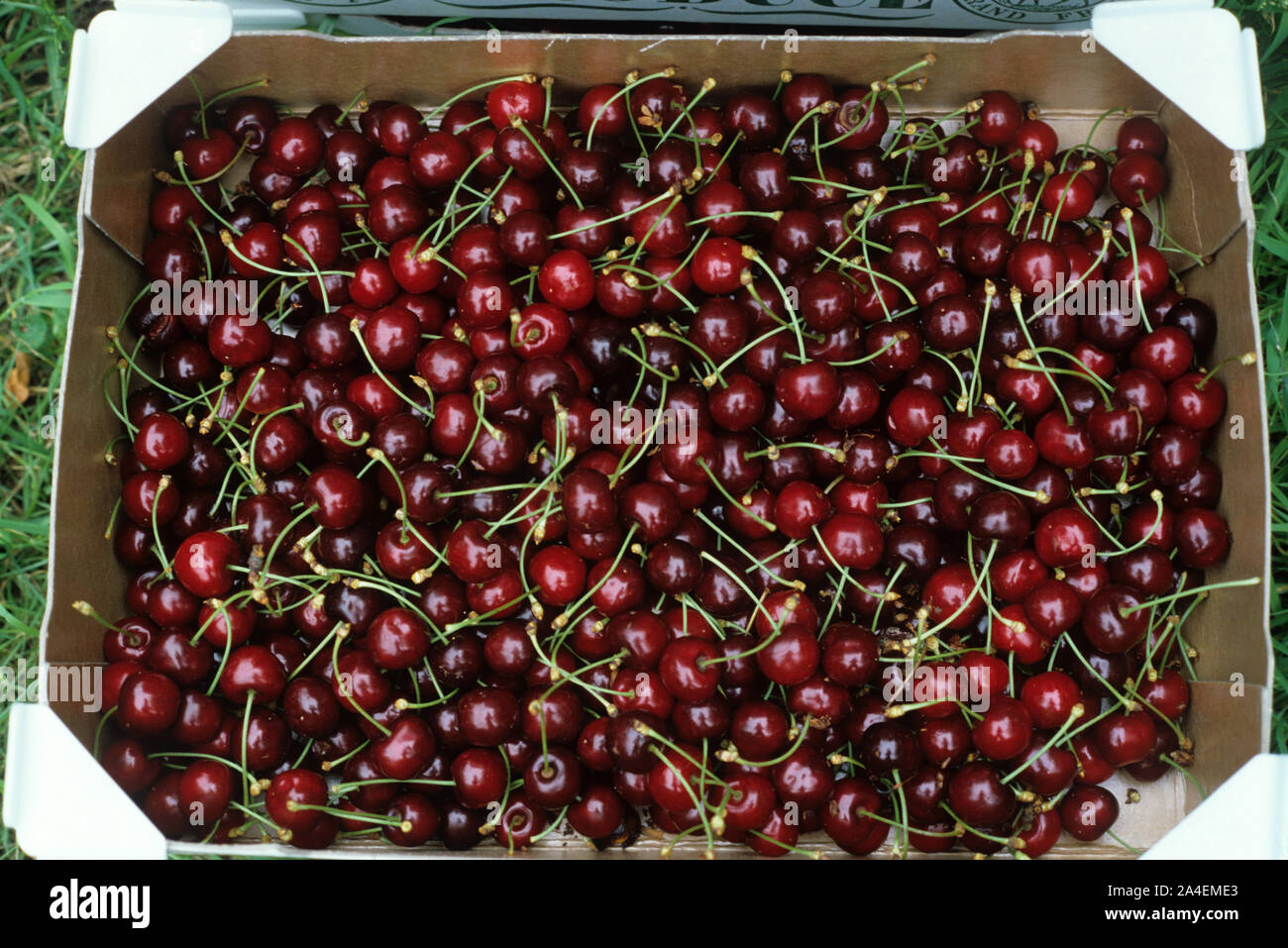 Box of freshly picked dark red cherries, variety Early Rivers, from an English Oxfordshire orchard Stock Photo