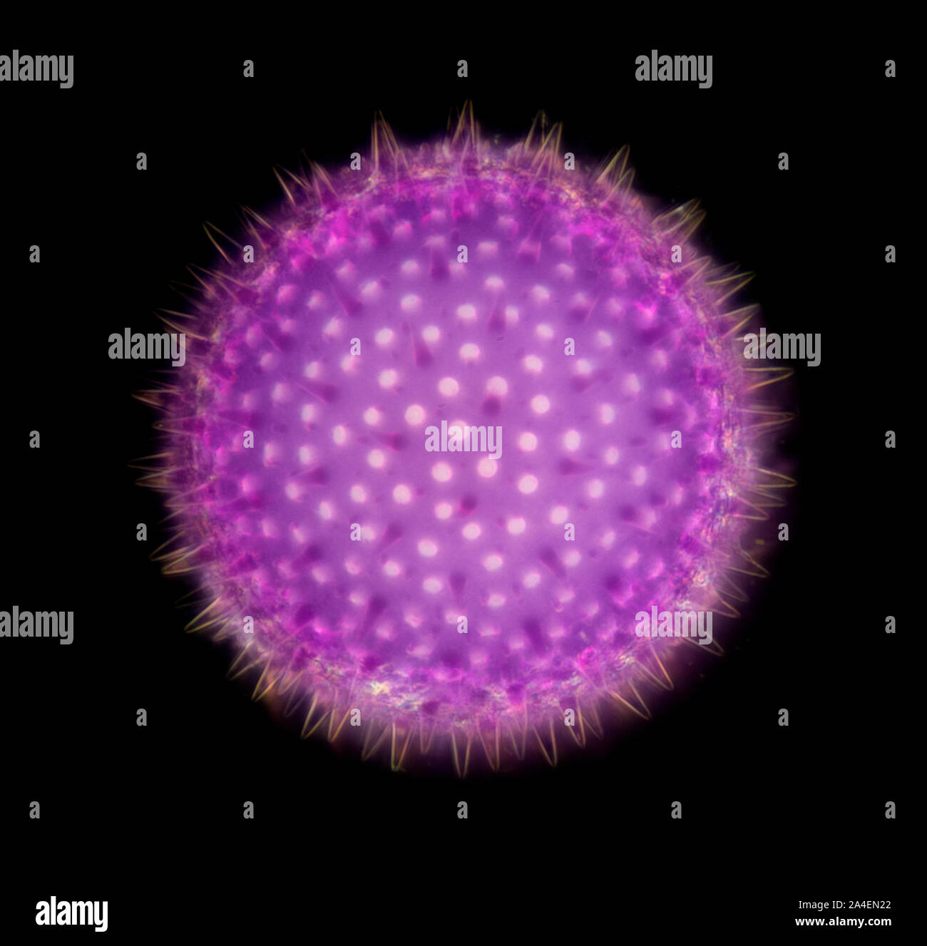 Flower pollen grains, Darkfield photomicrograph, Althoea rosea (Holyhock) Stock Photo