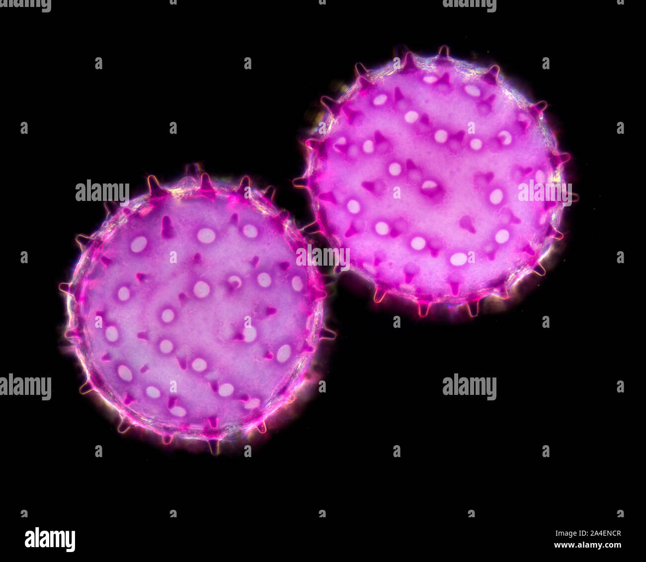 Hibiscus pollen grains, darkfield photomicrograph Stock Photo