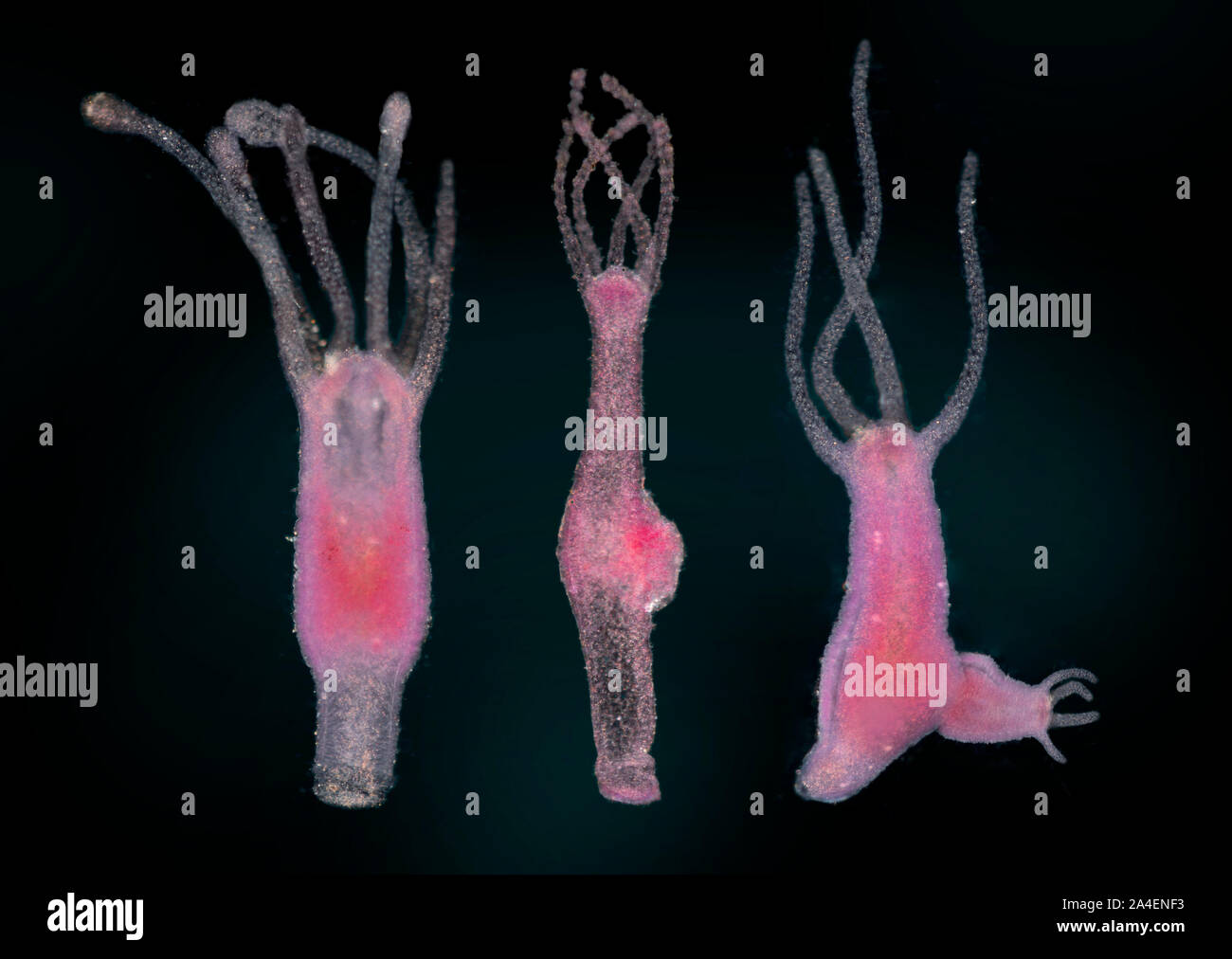 Hydra, darkfield photomicrograph Stock Photo