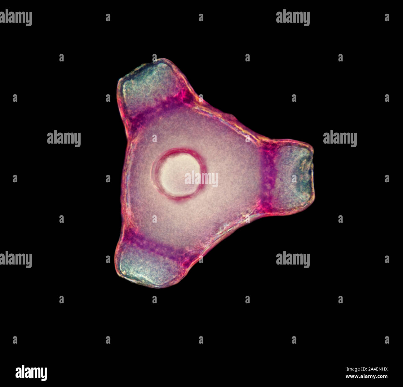 Evening Primrose,  Oenothera biennis (common evening-primrose) pollen grains, darkfield photomicrograph Stock Photo