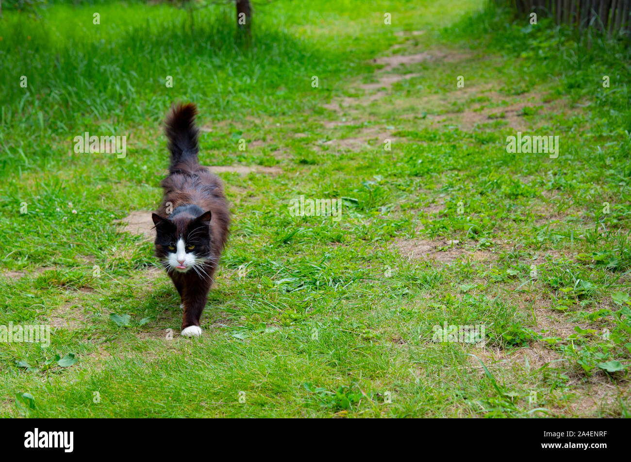 A black-and-white cat walks along a path trampled in the green grass ...