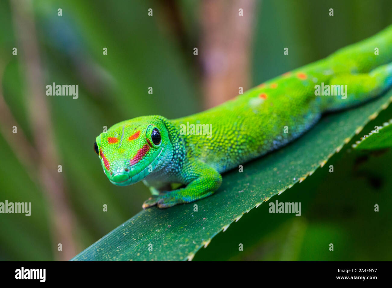 close-up natural Madagascar giant day gecko (phelsuma grandis) on green leaf Stock Photo