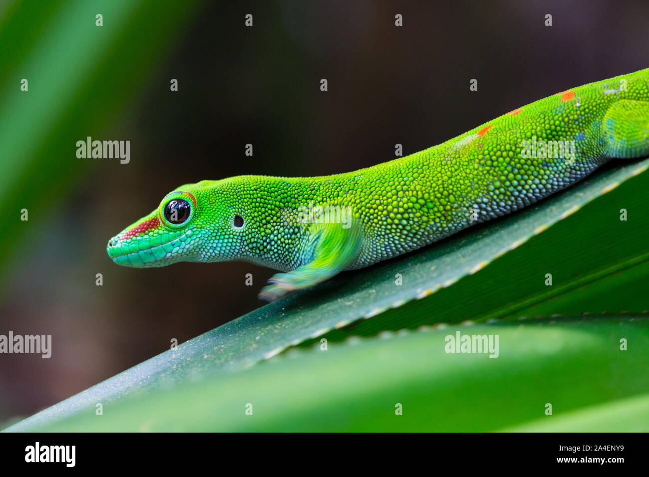 close-up green natural Madagascar giant day gecko (phelsuma grandis) on leaf Stock Photo