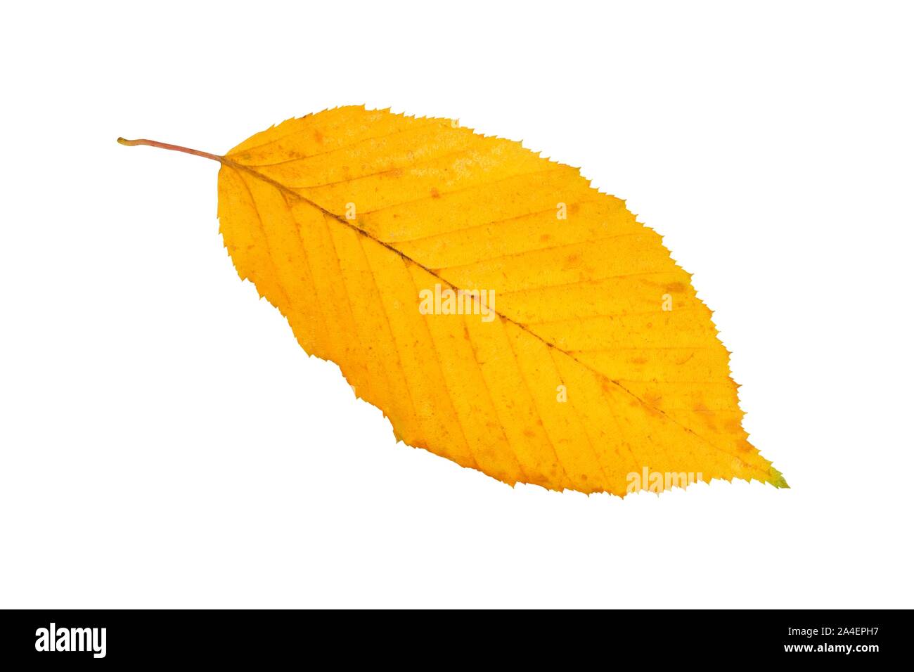 Autumn leaf isolated on white background Stock Photo - Alamy