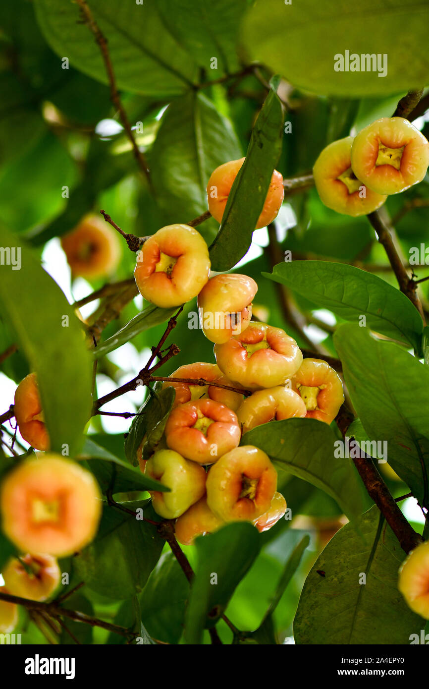 Group of  wild Wax Jambu fruits on tree Stock Photo