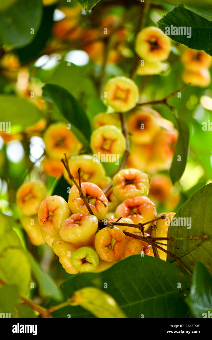 Group of  wild Wax Jambu fruits on tree Stock Photo