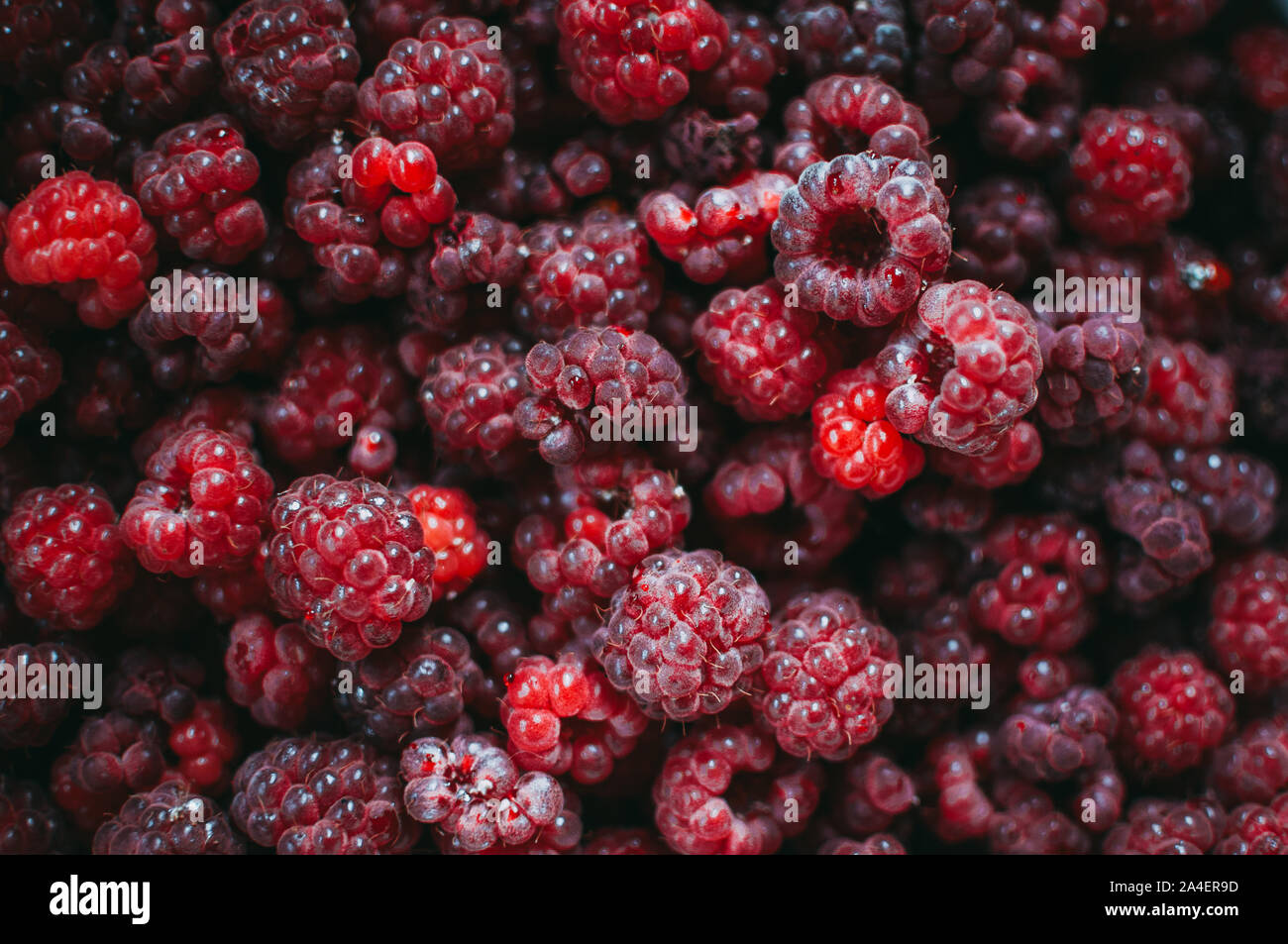 Raspberry fresh berry eco friendly background. Macro photo food of