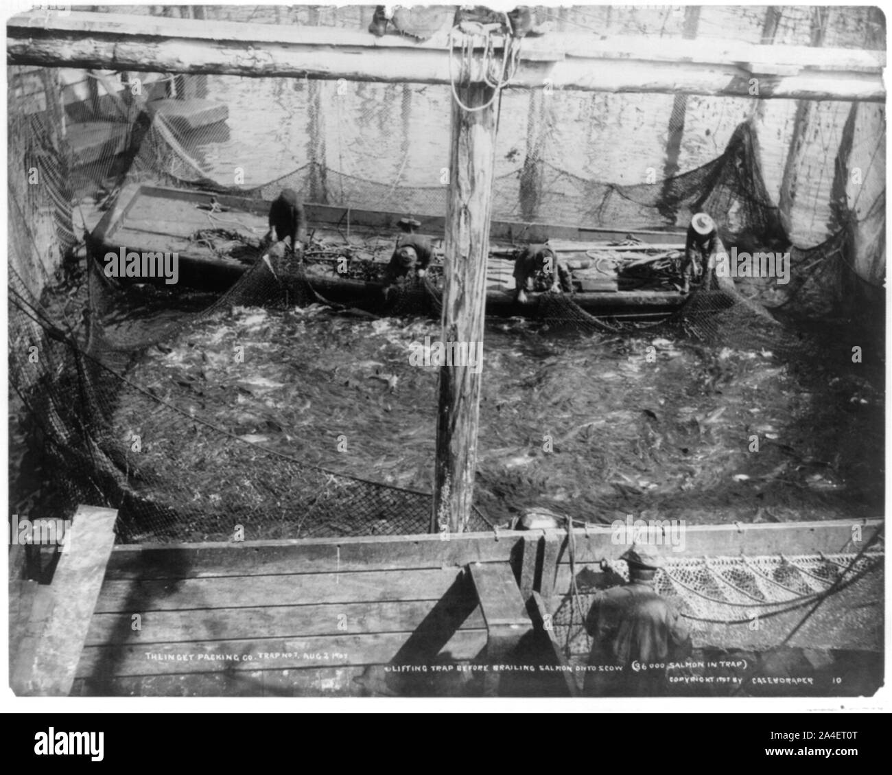 Thlinget Packing Co. trap no. 7, Aug. 2, 1907: Lifting trap before brailing salmon onto scow (36,000 salmon in trap) Stock Photo