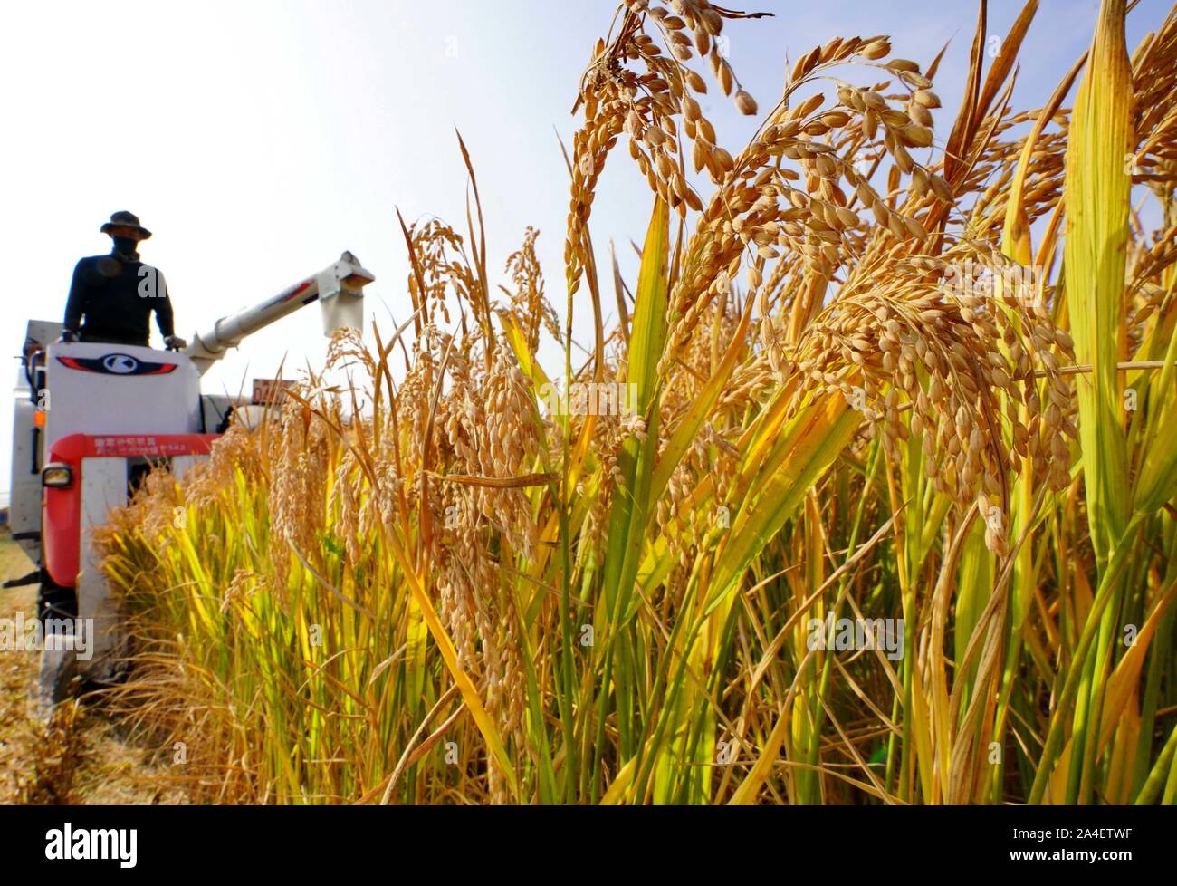 Tangshan, China's Hebei Province. 14th Oct, 2019. A farmer harvests rice in Caofeidian District of Tangshan City, north China's Hebei Province, Oct. 14, 2019. Over 21,000 hectares of paddy field in Caofeidian District has entered harvest season recently. Credit: Yang Shiyao/Xinhua/Alamy Live News Stock Photo