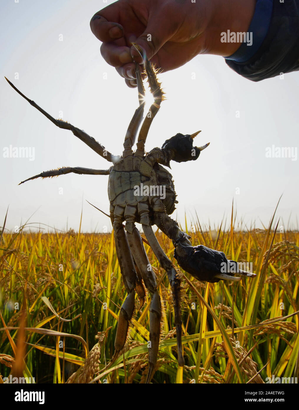 Tangshan, China's Hebei Province. 14th Oct, 2019. A farmer shows a crab raised in rice fields in Caofeidian District of Tangshan City, north China's Hebei Province, Oct. 14, 2019. Over 21,000 hectares of paddy field in Caofeidian District has entered harvest season recently. Credit: Yang Shiyao/Xinhua/Alamy Live News Stock Photo