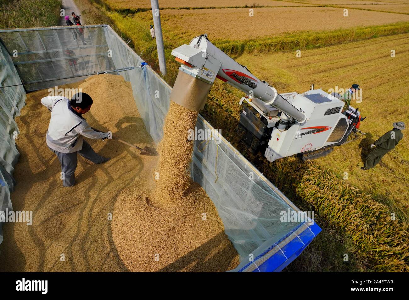 Tangshan. 14th Oct, 2019. Aerial Photo taken on Oct. 14, 2019 shows farmers loading harvested rice in Caofeidian District of Tangshan City, north China's Hebei Province. Over 21,000 hectares of paddy field in Caofeidian District has entered harvest season recently. Credit: Yang Shiyao/Xinhua/Alamy Live News Stock Photo