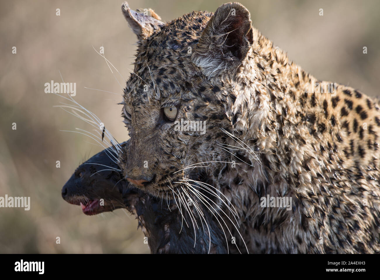 Completely soaked female leopard  (panthera pardus) with otter kill in Moremi National Park (Khwai), Botswana Stock Photo