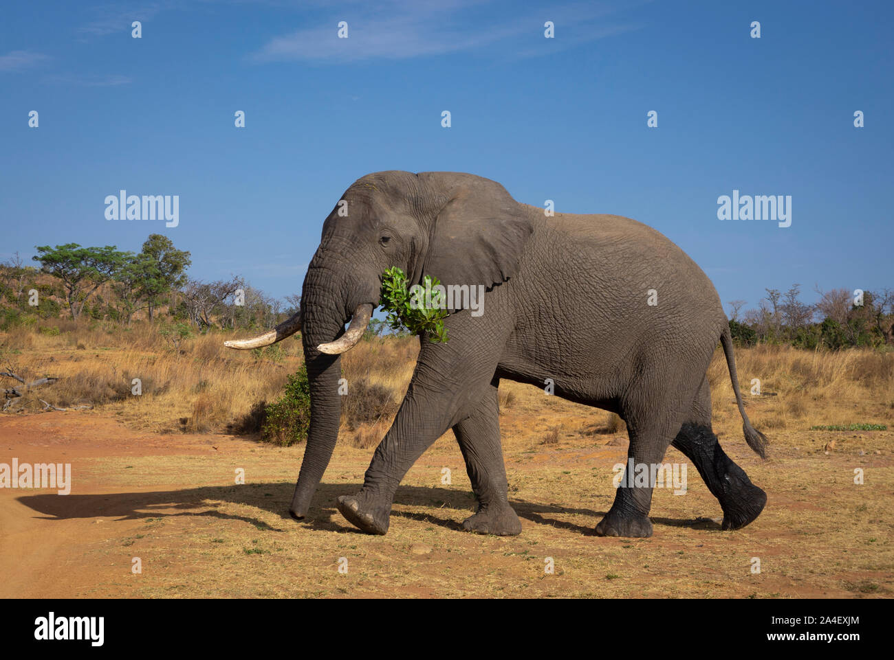 A male African Elephant (Loxodonta africana) eating. Welgevonden Game Reserve, South Africa Stock Photo