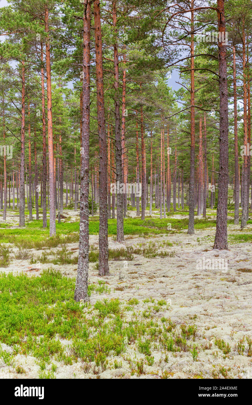 Pine tree forest with blueberry bushes Stock Photo Alamy