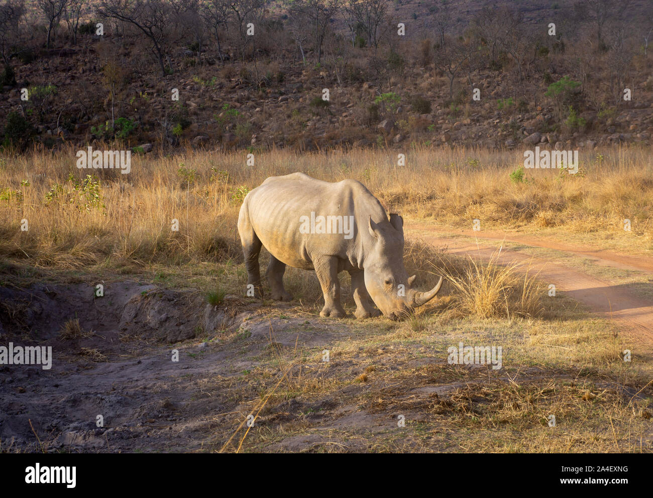 A White Rhinoceros Rhino (Ceratotherium simum). Welgevonden Game Reserve, South Africa Stock Photo
