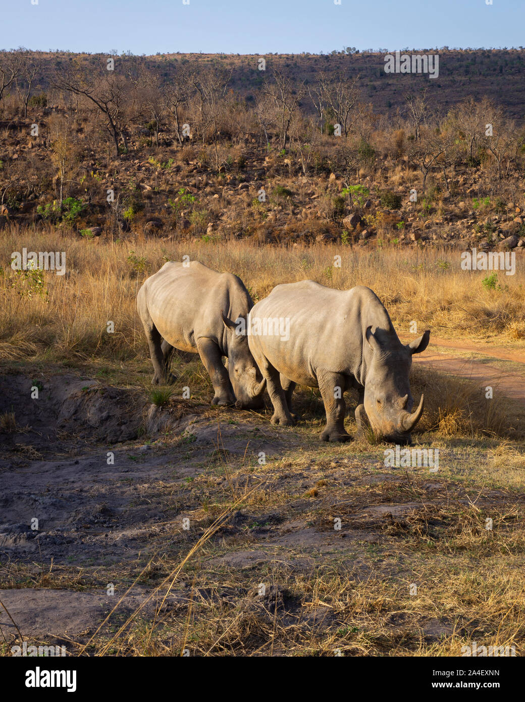 A pair of White Rhino (Ceratotherium simum). Welgevonden Game Reserve, South Africa Stock Photo