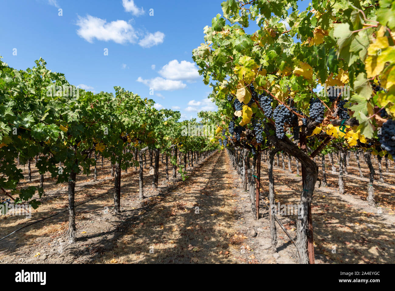 Rows of Merlot grapes growing on the vine in a Califonian Vineyard. Stock Photo