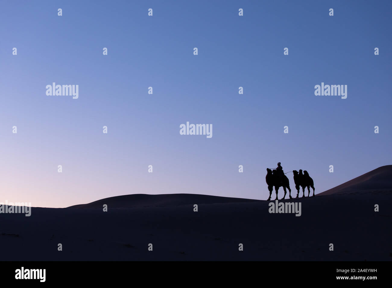 Mongolian nomadic woman with her bactrian camels in desert dunes at ...