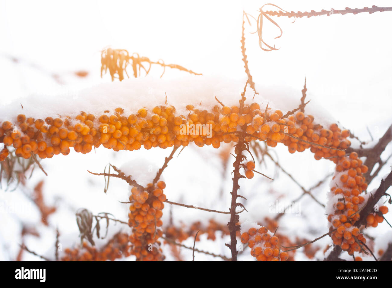 Orange Juicy Berry Fruits Hippophae. Winter season, sleep and sun, background, frosty Stock Photo