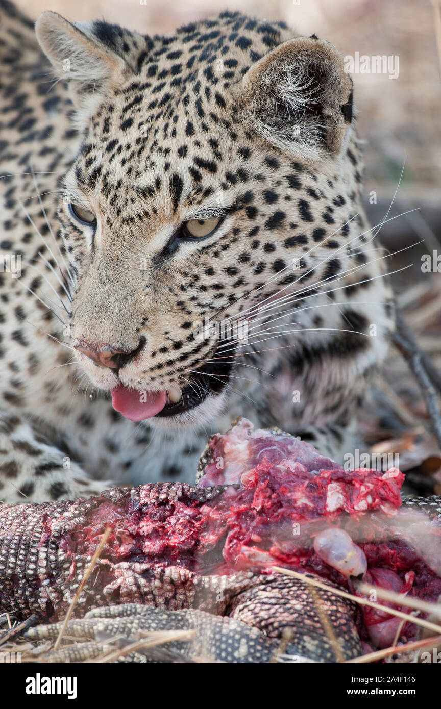Female leopard (panthera pardus) with monitor lizard kill, which she
