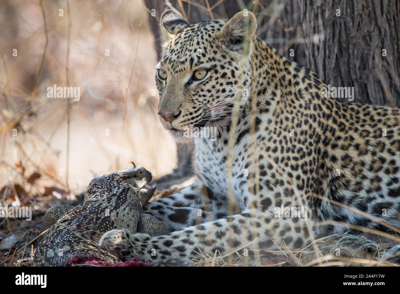 Female leopard (panthera pardus) with monitor lizard kill, which she
