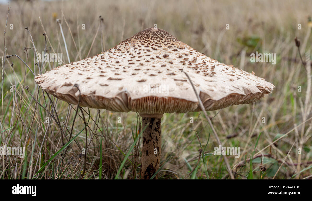 A Mushroom In The Wild Stock Photo