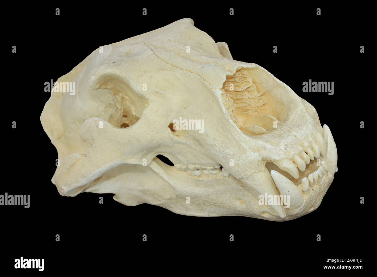 Polar Bear Skull Stock Photo