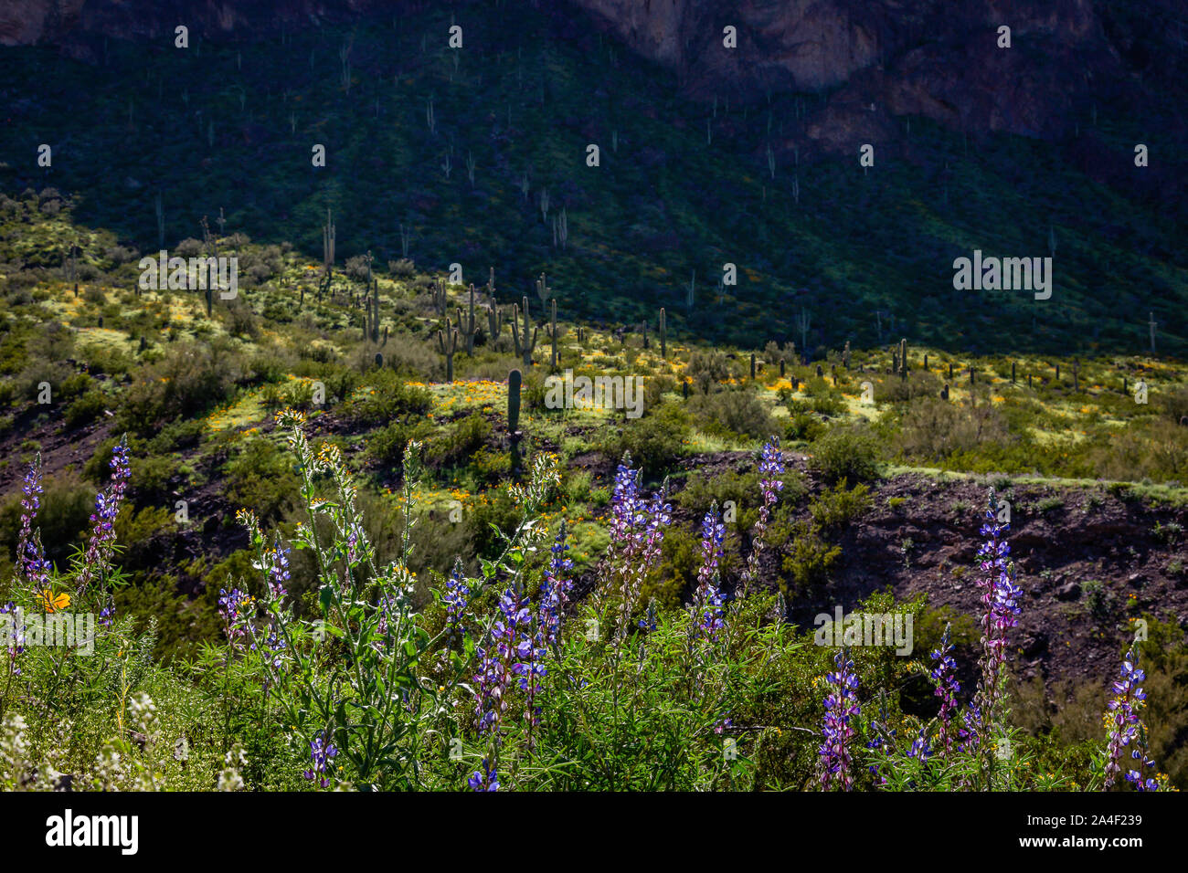 Lupine brighten the trail at Picacho Peak State Park along I10 between Tucson and Phoenix. Stock Photo
