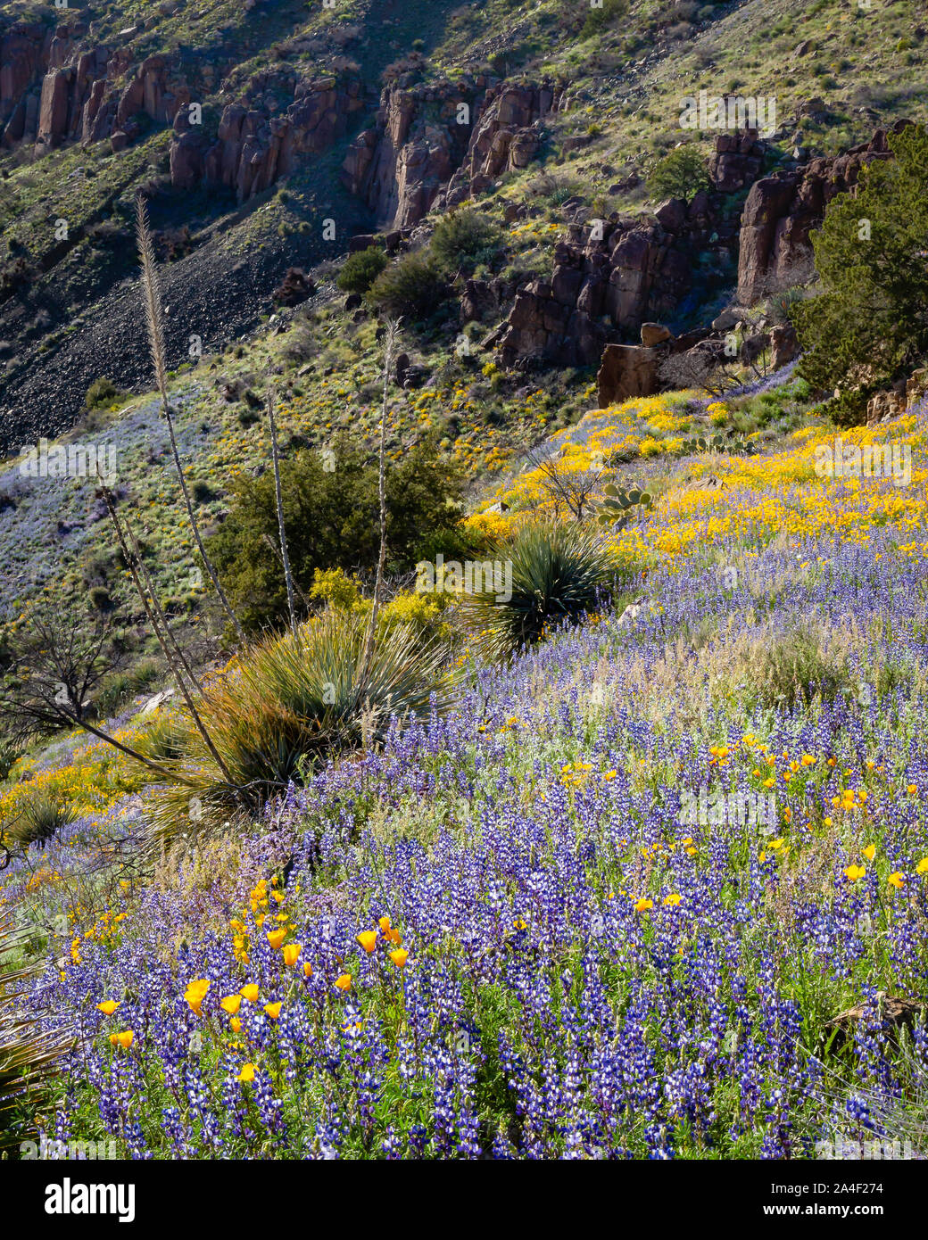 Colorfull wildflowers adorn the slopes of the inner Salt River Canyon. East central Arizona. Stock Photo