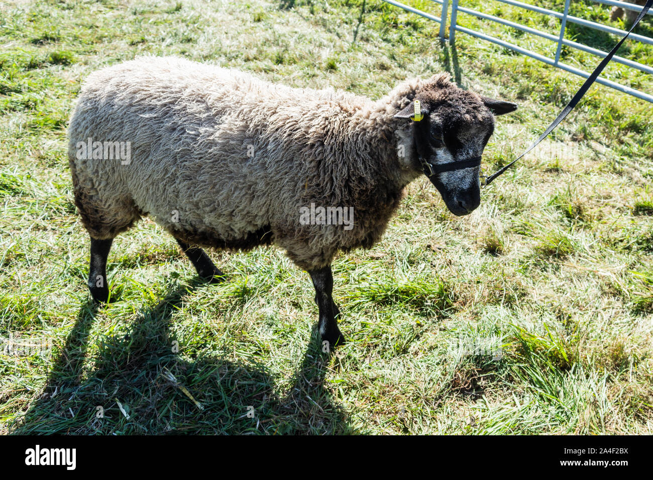 A Shetland sheep with a halter and lead wating between classes at the