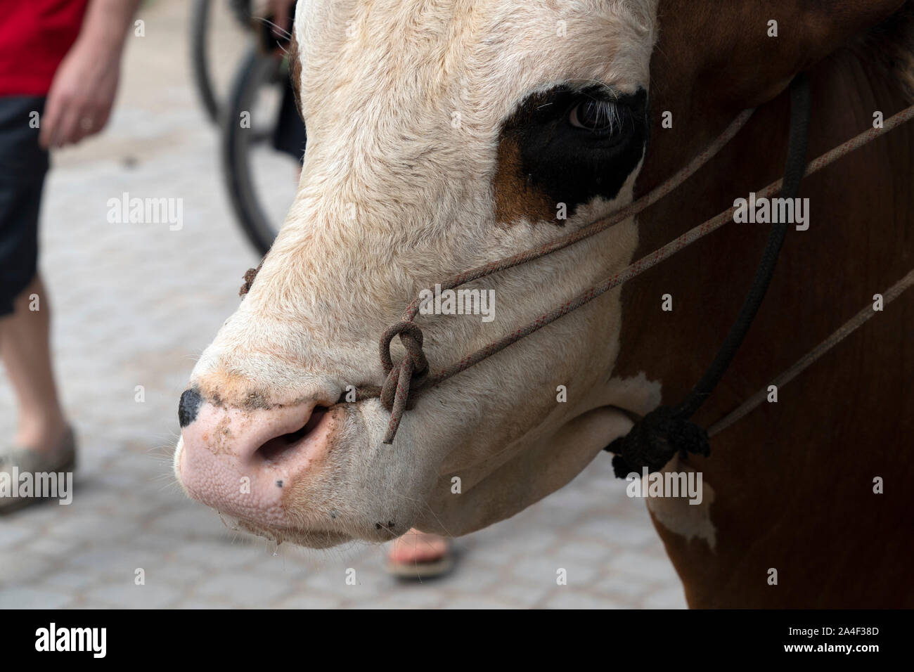 Cow with rope in the nose in seychelles la digue island Stock Photo Alamy
