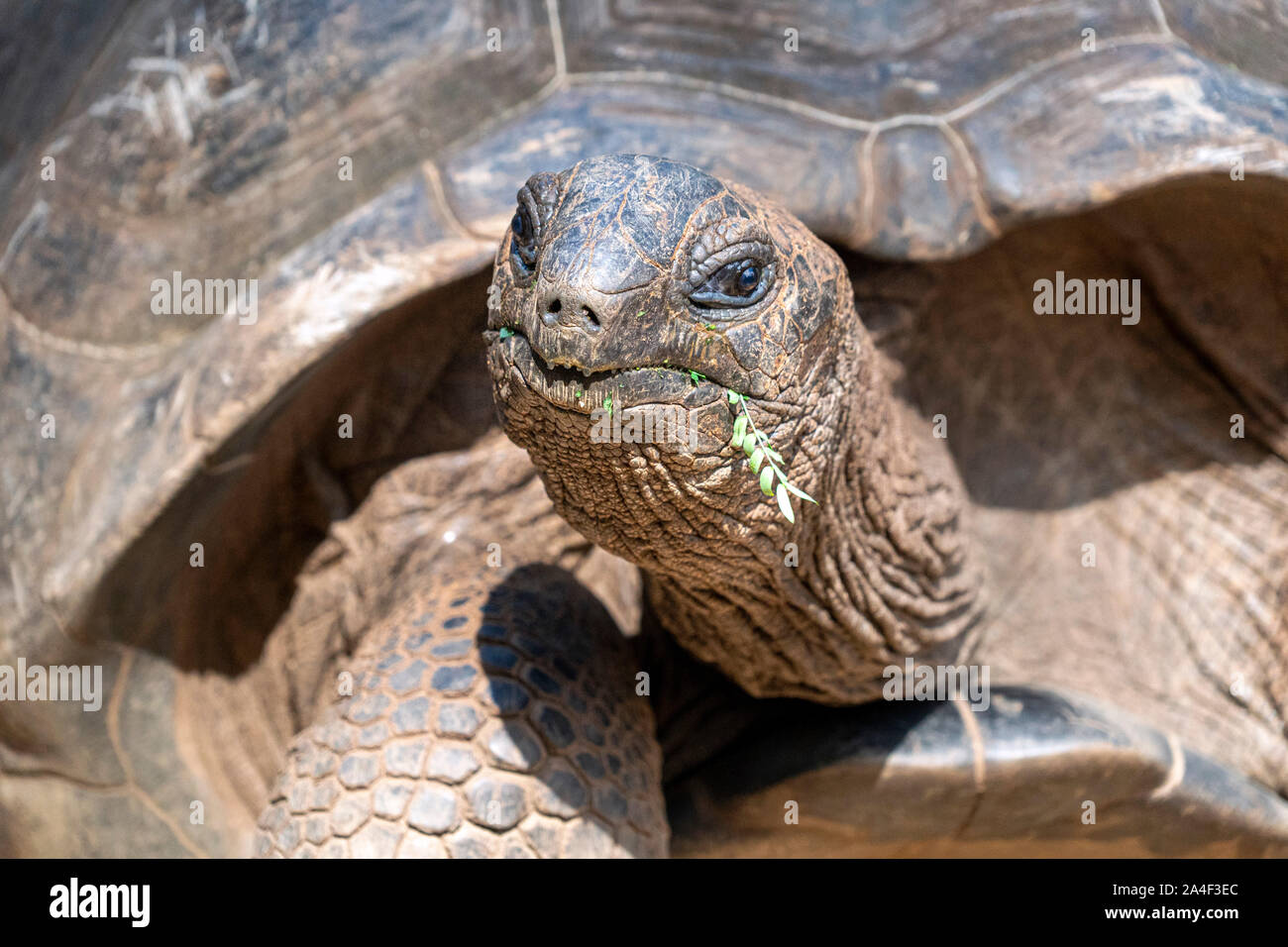 Aldabra giant tortoise shell detail hi-res stock photography and images ...