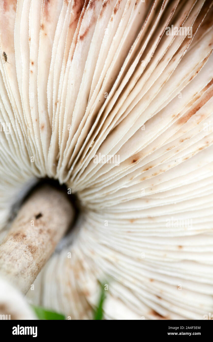 Wild mushrooms on nature macro background fifty megapixels prints Stock Photo