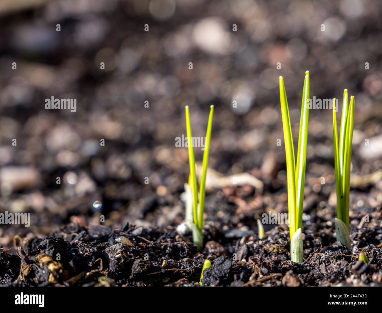 Close up young onion sprouts hi-res stock photography and images - Alamy