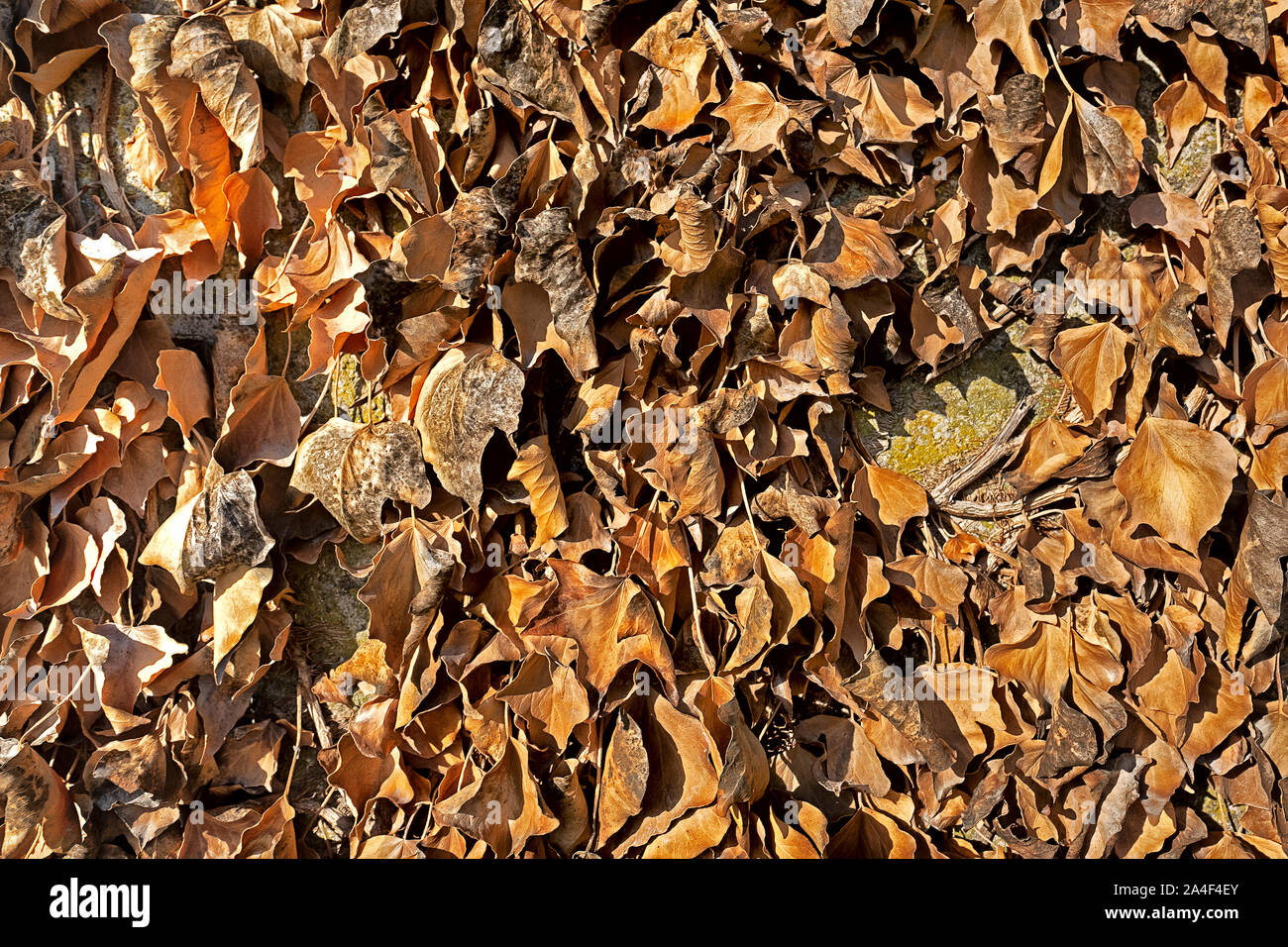 Leaves on ground surface hi-res stock photography and images - Alamy