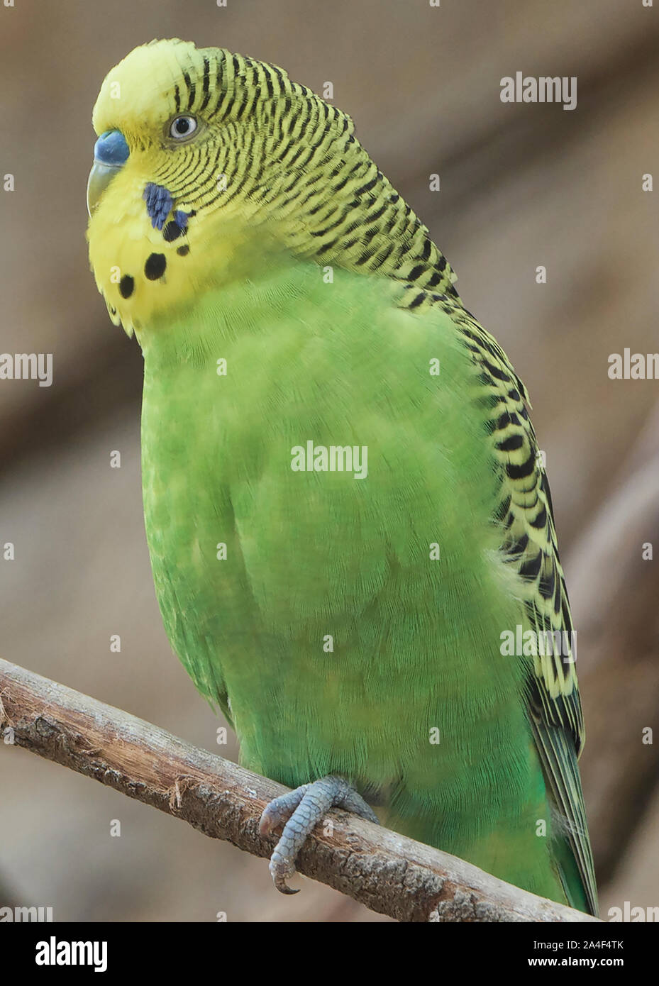 Pretty parrot hi res stock photography and images Page 35 Alamy