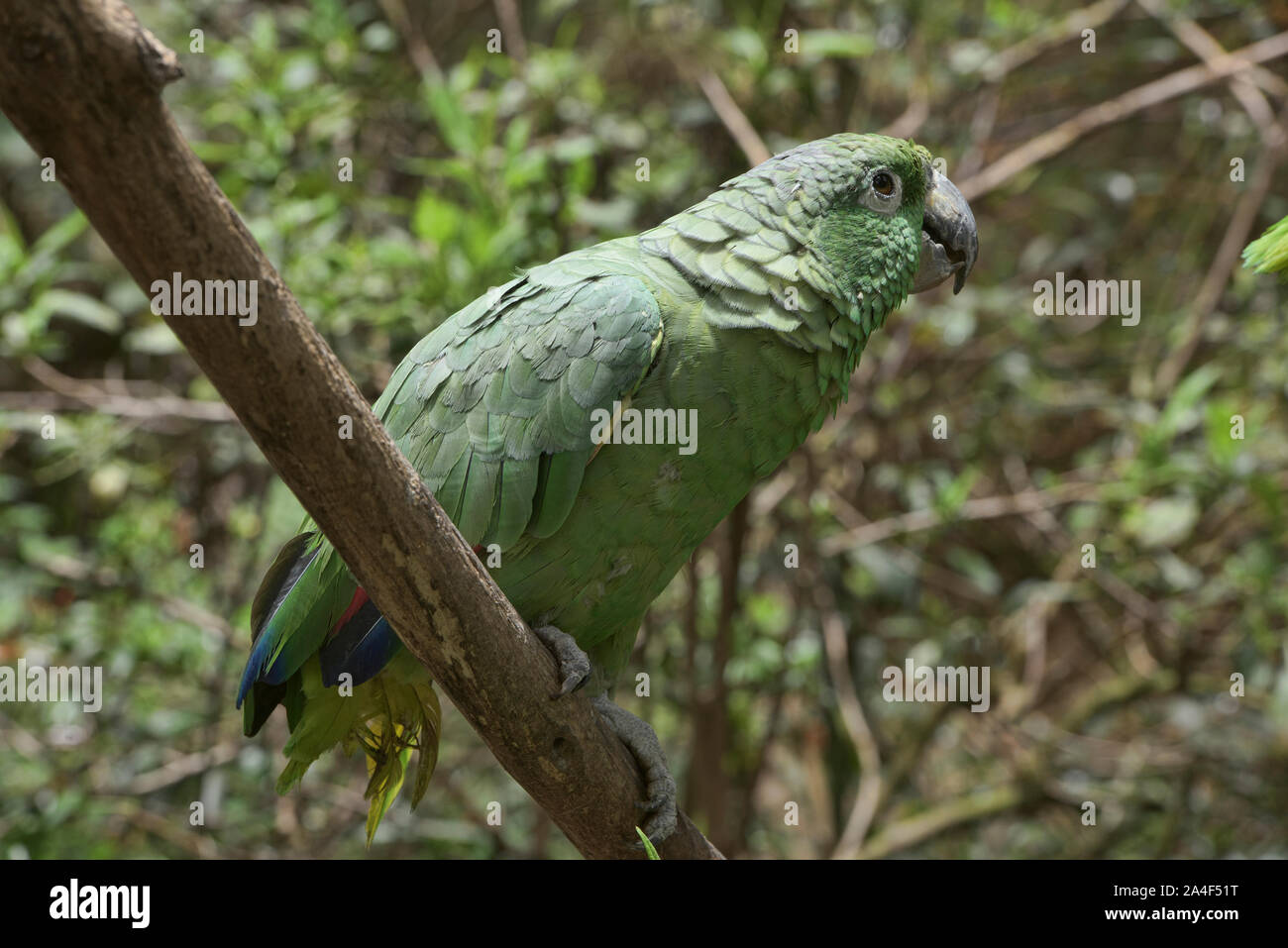 Southern mealy parrot (Amazona farinosa), Ecuador Stock Photo