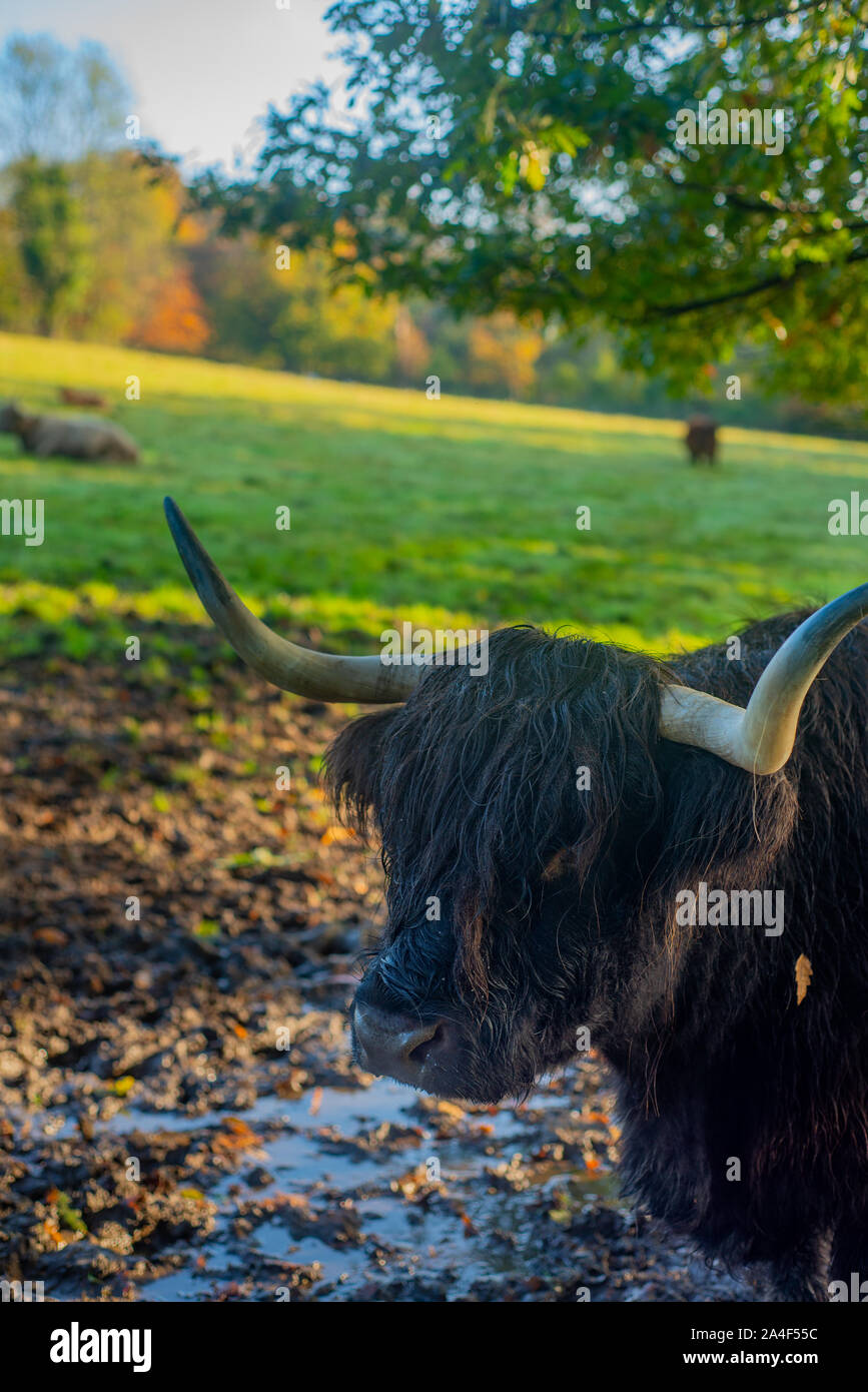 Close Up of a Highland Cow in Pollok Park in Glasgow Scotland Stock Photo