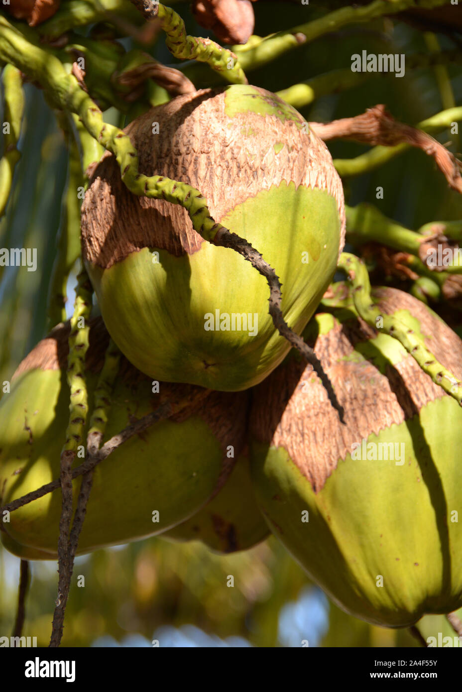 Coconuts Stock Photo