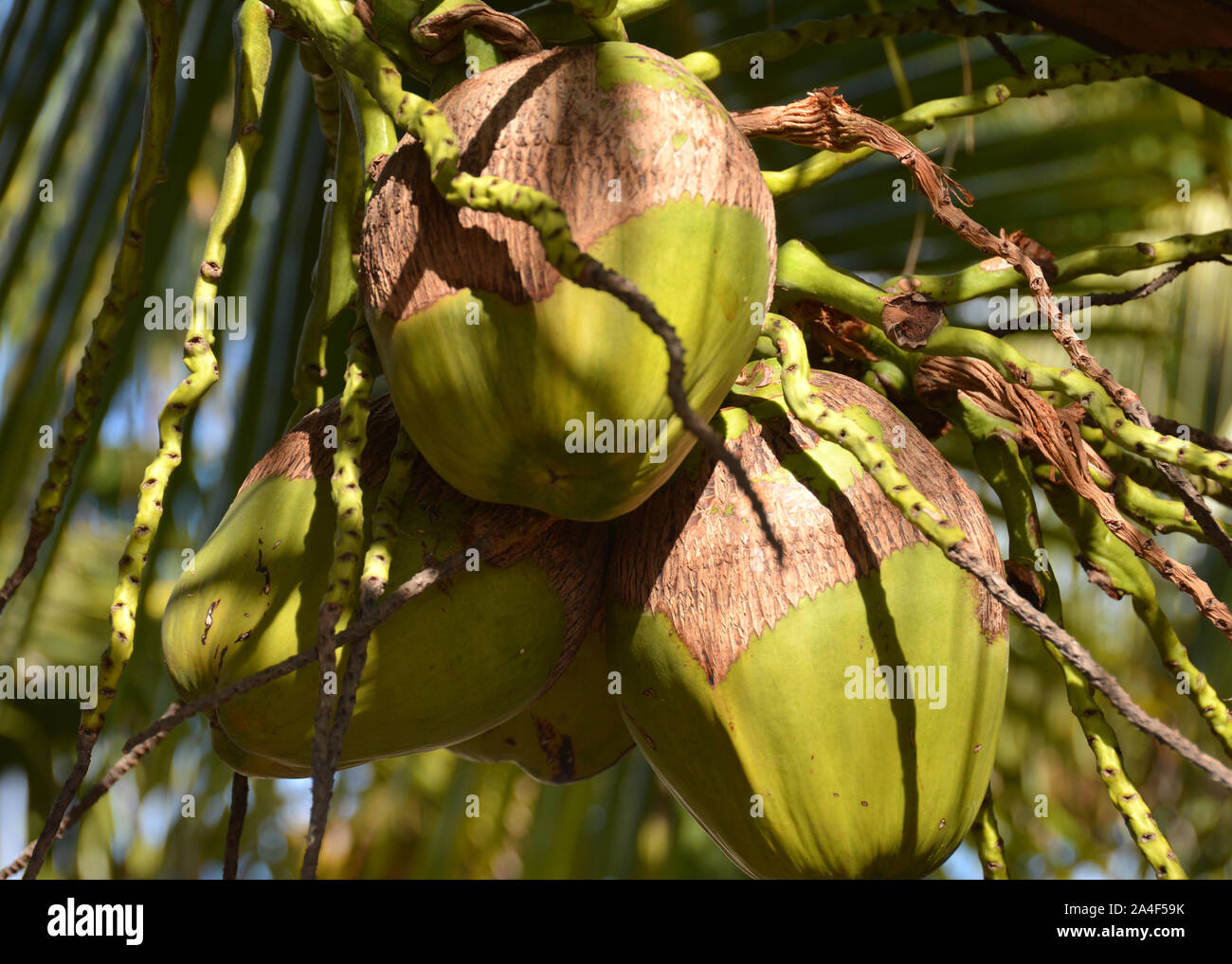 Coconuts Stock Photo