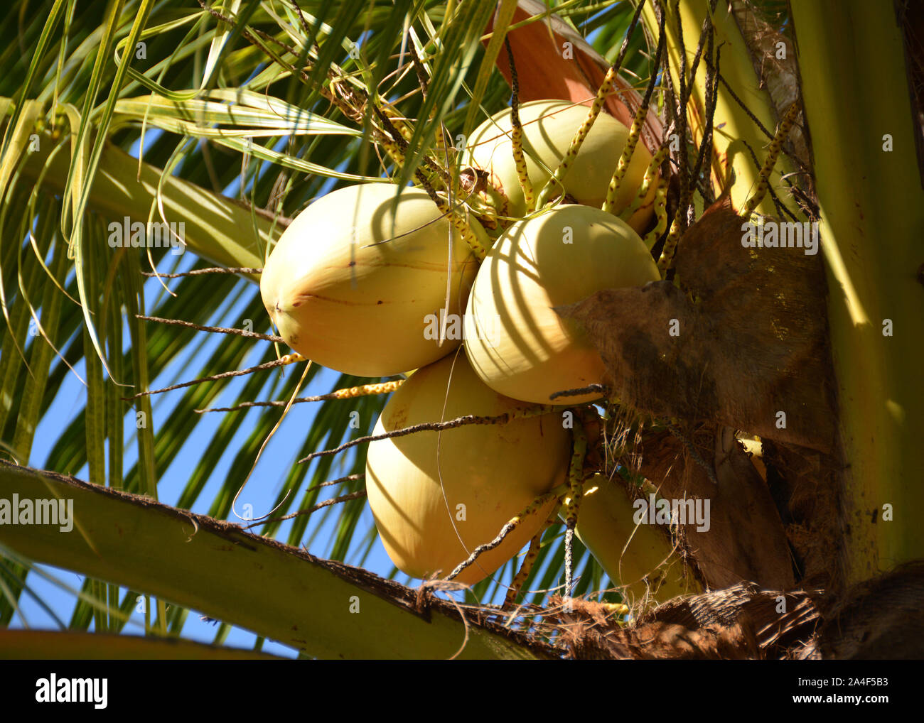 Coconuts Stock Photo