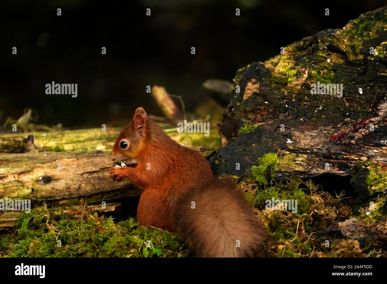Gorgeous little Red Squirrel busy feeding Stock Photo