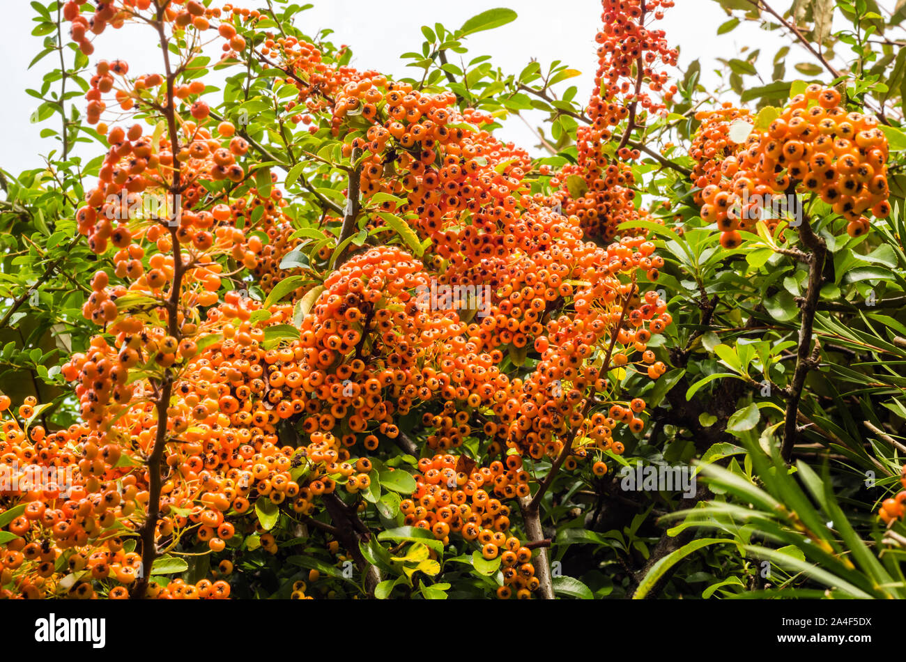 Pyracantha Saphyr Orange Cadange High Resolution Stock Photography And Images Alamy