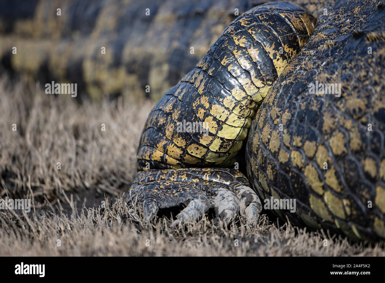 The front foot and claws of a large Nile crocodile Crocodylus niloticus resting on the banks of the Chobe river in Botswana, Africa Stock Photo