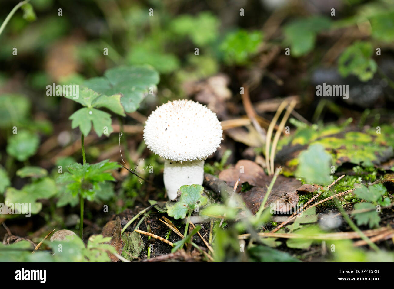 Wild mushrooms on nature macro background fifty megapixels prints Stock Photo