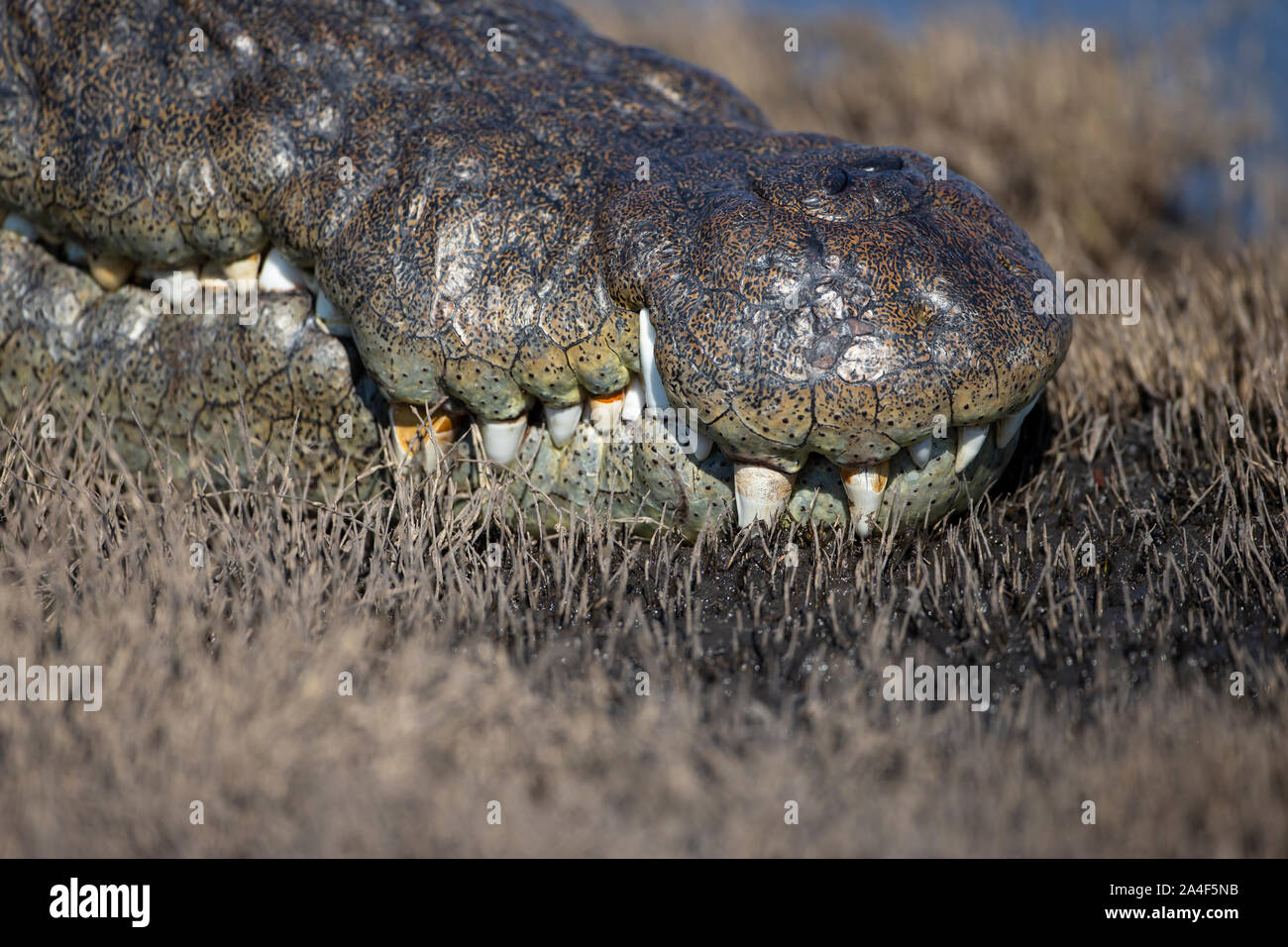 A close up of the snout and teeth of a large Nile Crocodile Crocodylus niloticus on the banks of the river Chobe in Botswana Stock Photo
