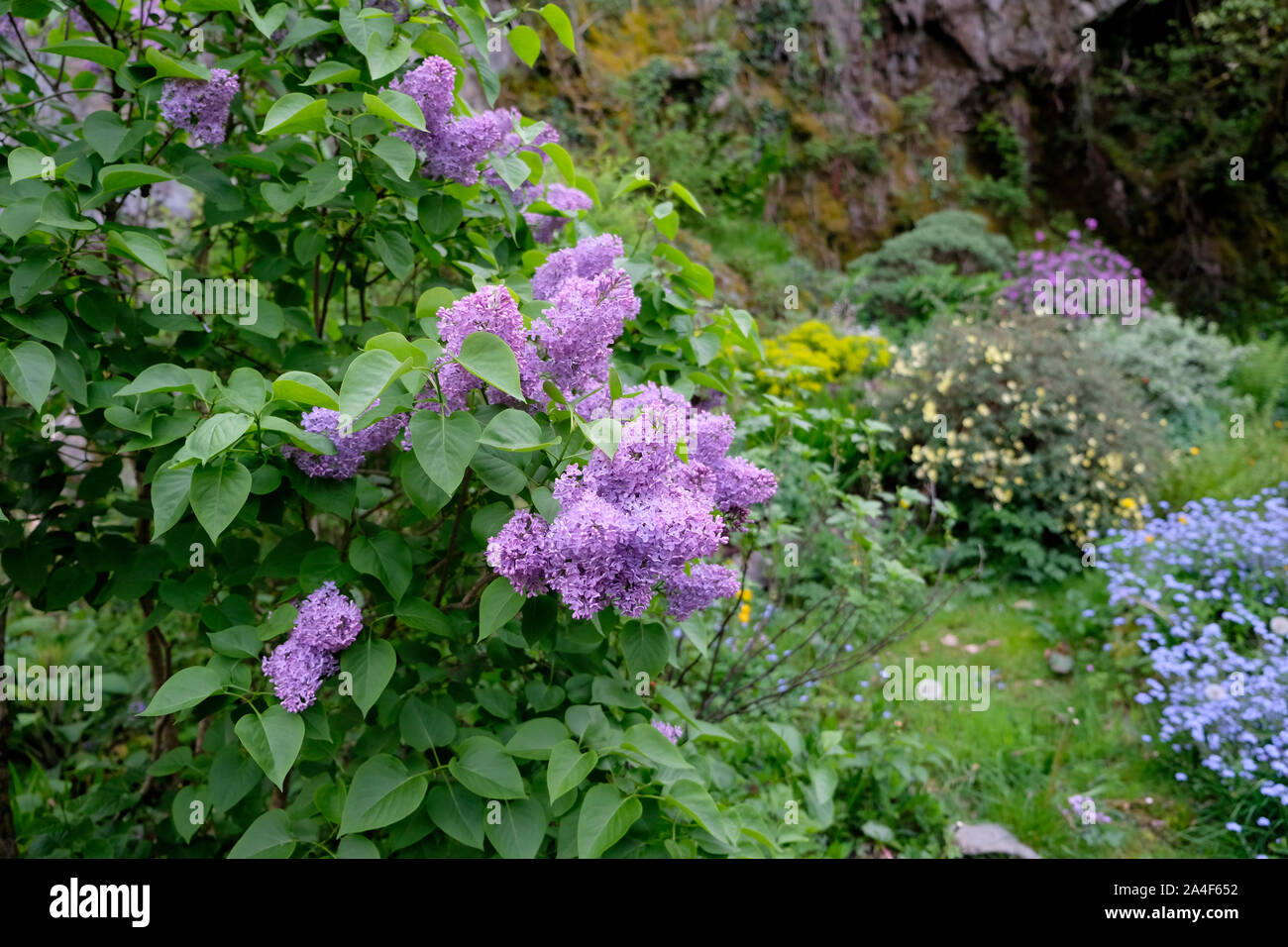 Purple lilacs Syringa Vulgaris growing in bloom in a country garden in spring in Carmarthenshire Wales UK  KATHY DEWITT Stock Photo