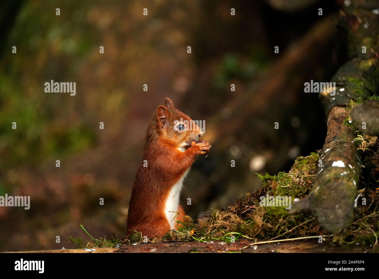 Cute Red Squirrel Stock Photo