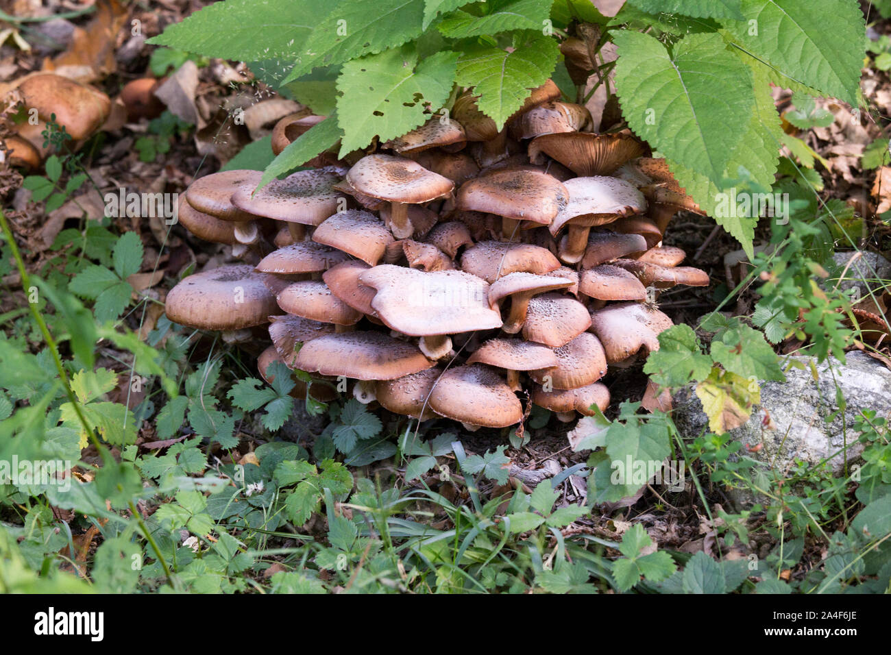 Picture of mushroom taken in Valtellina, Italy Stock Photo